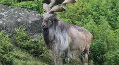 10 Cele mai elegante animale care se pot lăuda cu vegetația lor pe față